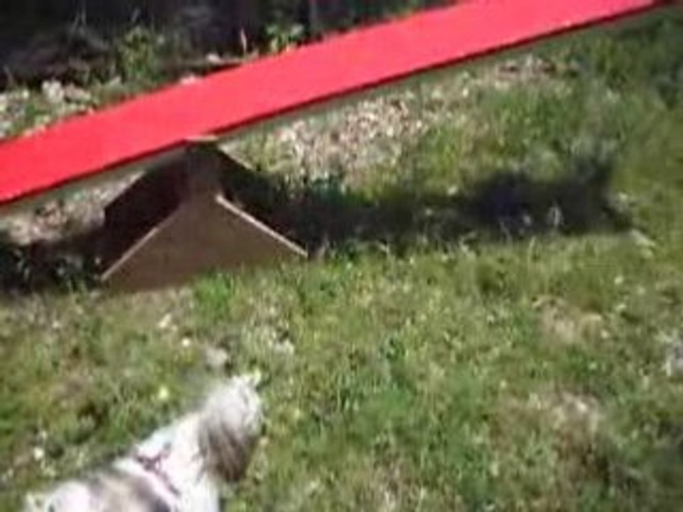 Cocoon et l'agility... 3ème séance !