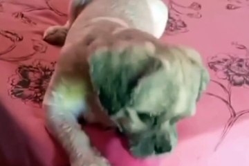 VÍDEO: Tutora finge que vai doar cachorro e pet reage