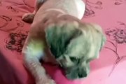 VÍDEO: Tutora finge que vai doar cachorro e pet reage