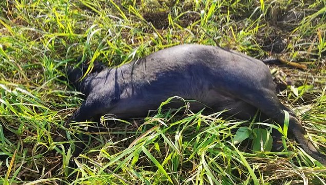 10 COWS KILLED IN HEARTBREAKING ATTACK