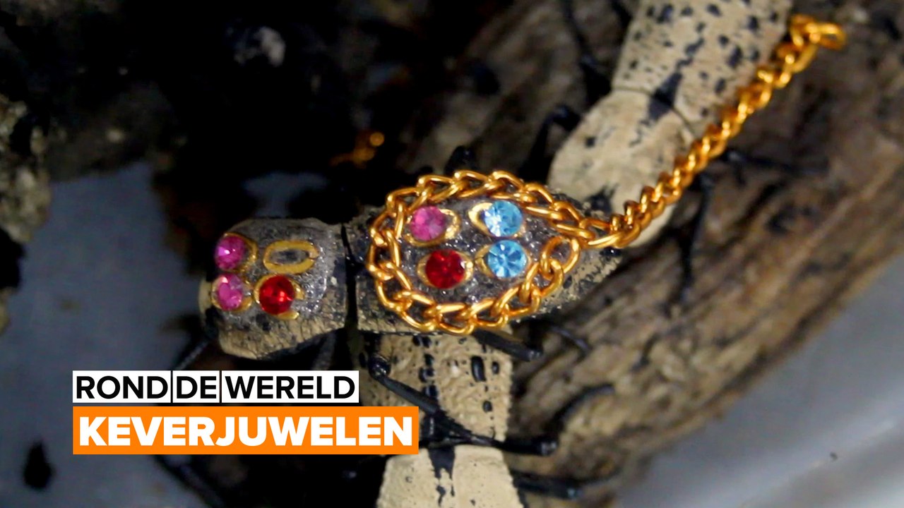 De controversiële keverbroche uit Mexico. Dierenmishandeling of niet?