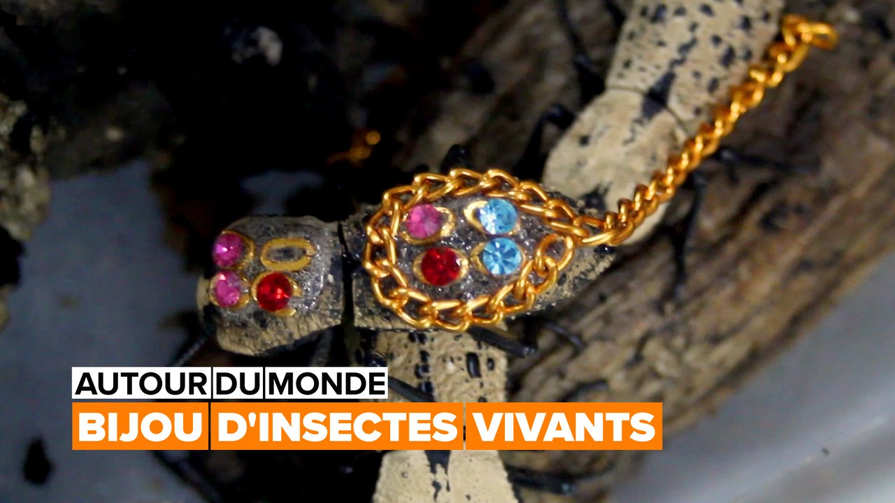 Les bijoux d'insectes vivants du Mexique
