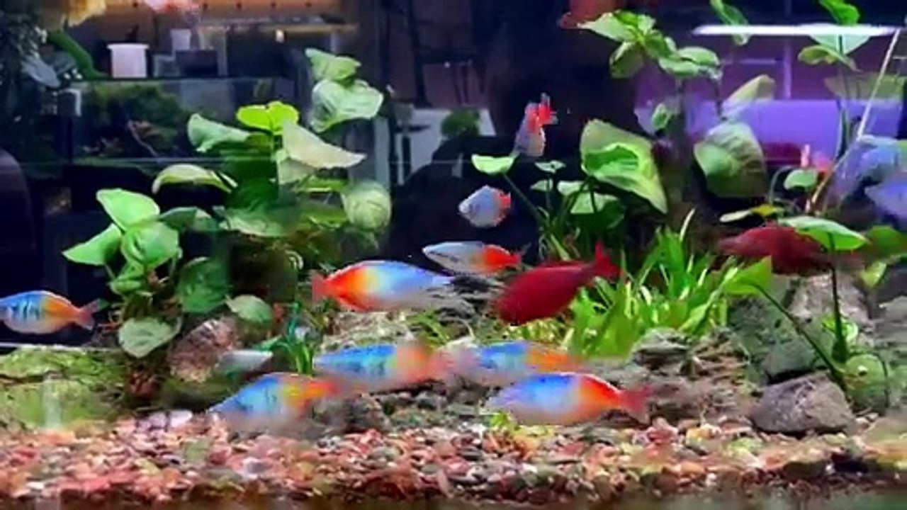 Planted aquarium 92
