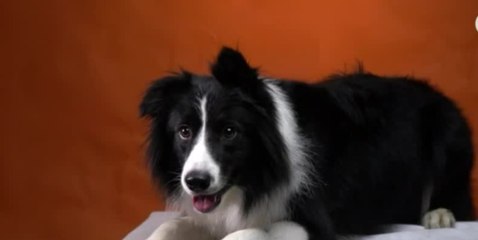 Aumenta el abandono de mascotas en Panamá