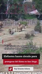 Elefantes hacen círculo para protegerse del Sismo en San Diego.