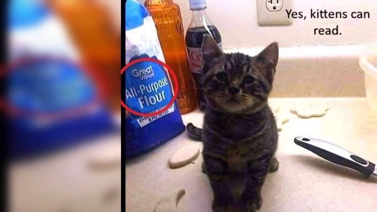 Cats and Kittens Photo Collection from ALL THE INTERNET