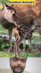 Word's Smallest Animal's