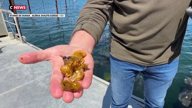 Corse : production d'huîtres menacées par le réchauffement climatique