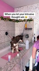 Pomsky Instantly Regrets Licking Dog Shampoo