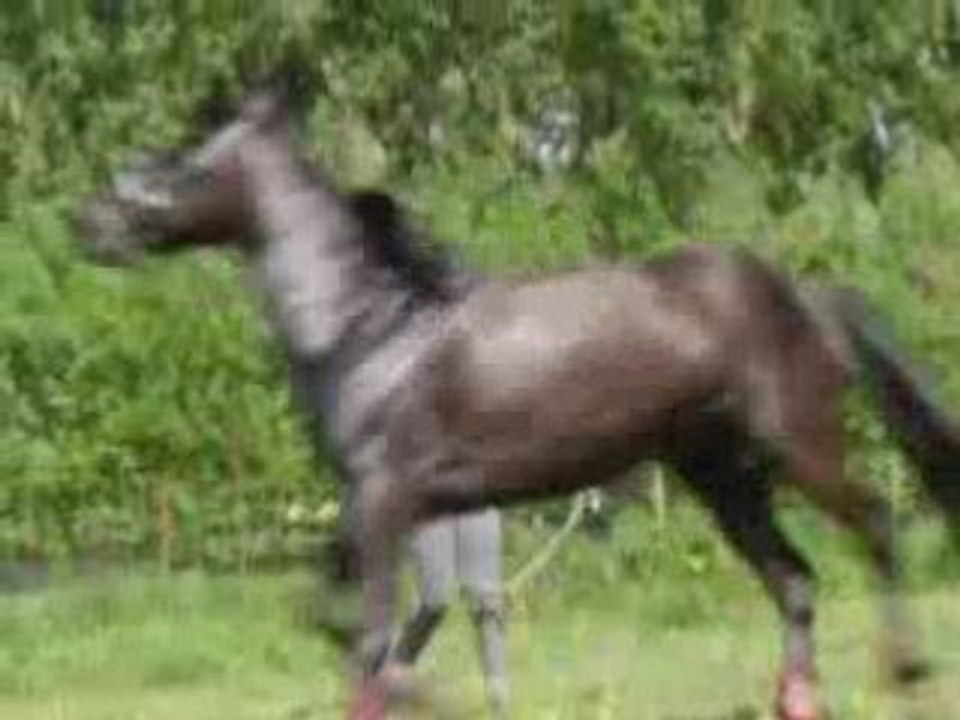 black en longe