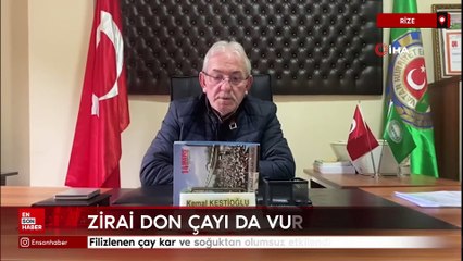 Rize'de filizlenen çay kar ve soğuktan olumsuz etkilendi