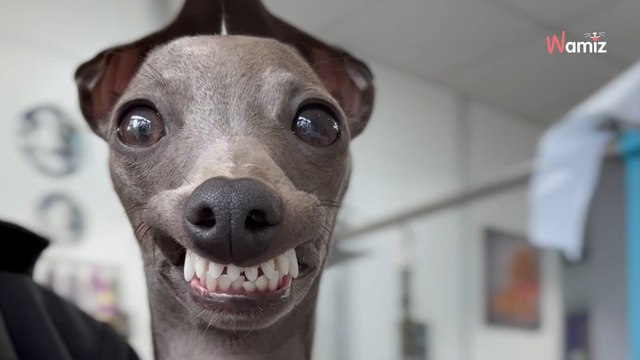 « On dirait les enfants le jour de la photo de classe » : le avant/après d’un Lévrier italien marque les internautes
