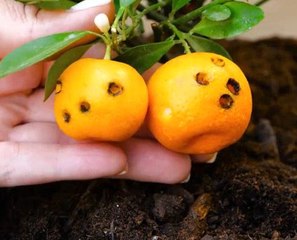 Gardening Made Easy! Smart Tricks for Better Results!