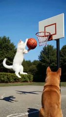 Cat SLAMS a Dunk! 🐱🏀 Dog Can’t Believe It 😲