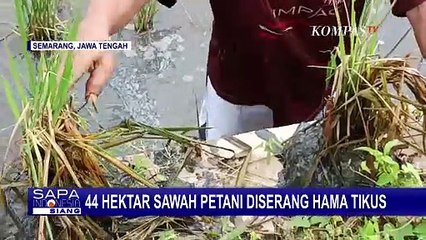 Banyubiru Semarang Darurat Tikus, Status KLB Ditetapkan Pemerintah Desa