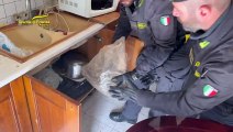 Piantagione di cannabis in una villa a Carini, scoperta grazie ai droni