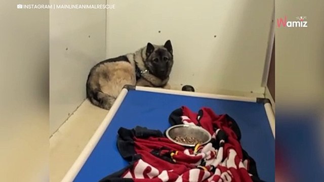 Le refuge filme ce chien terrifié qui tremble au fond de son box : cette courte séquence va changer sa vie (vidéo)