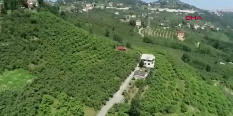 Fındıkta çifte tehdit; 200 bin ton kayıp beklentisi