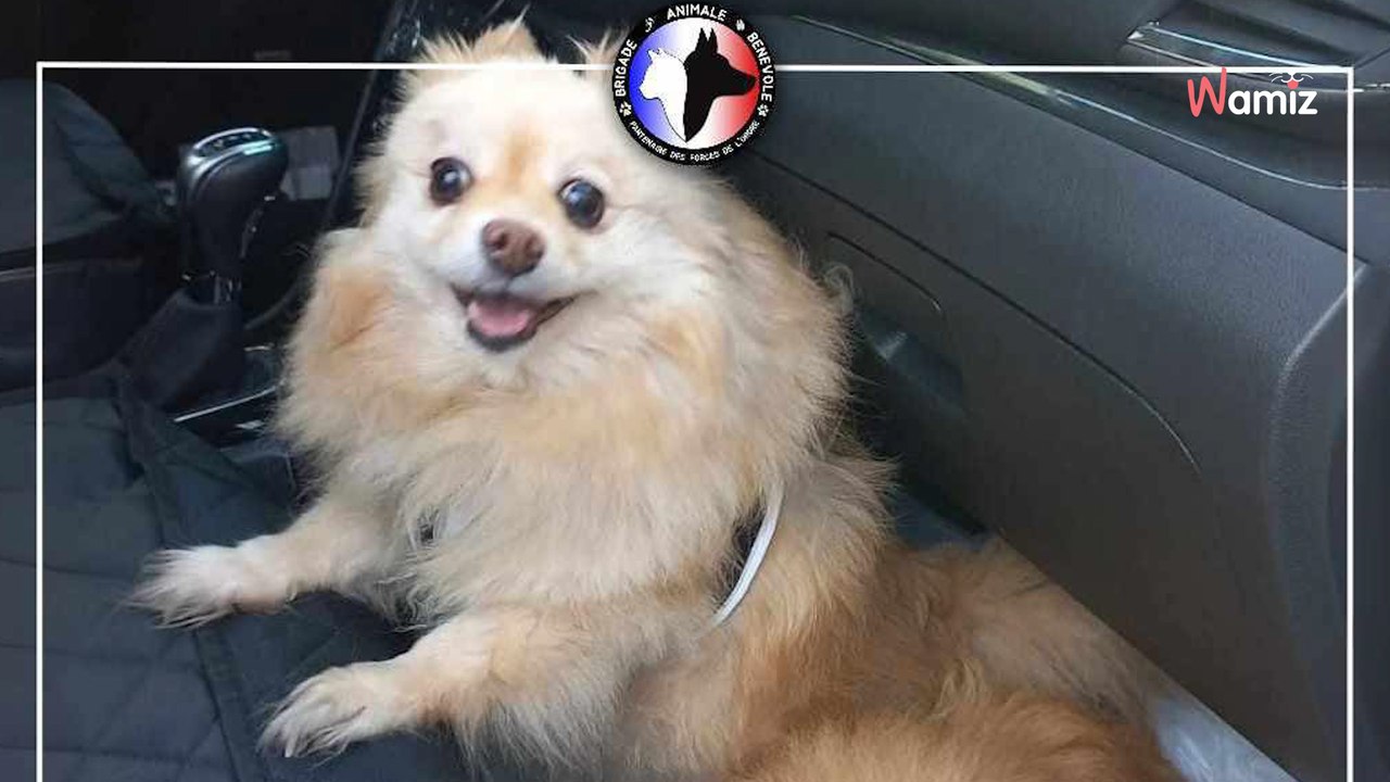 Lors d'une intervention pour un autre motif, les policiers découvrent deux chiens en détresse et décident de les aider