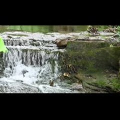 Tiny ducklings jump off a waterfall to keep up with their mother