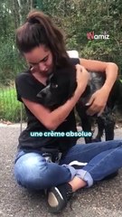 Un chien est retrouvé errant par une passante : le refuge révèle sa tragique histoire