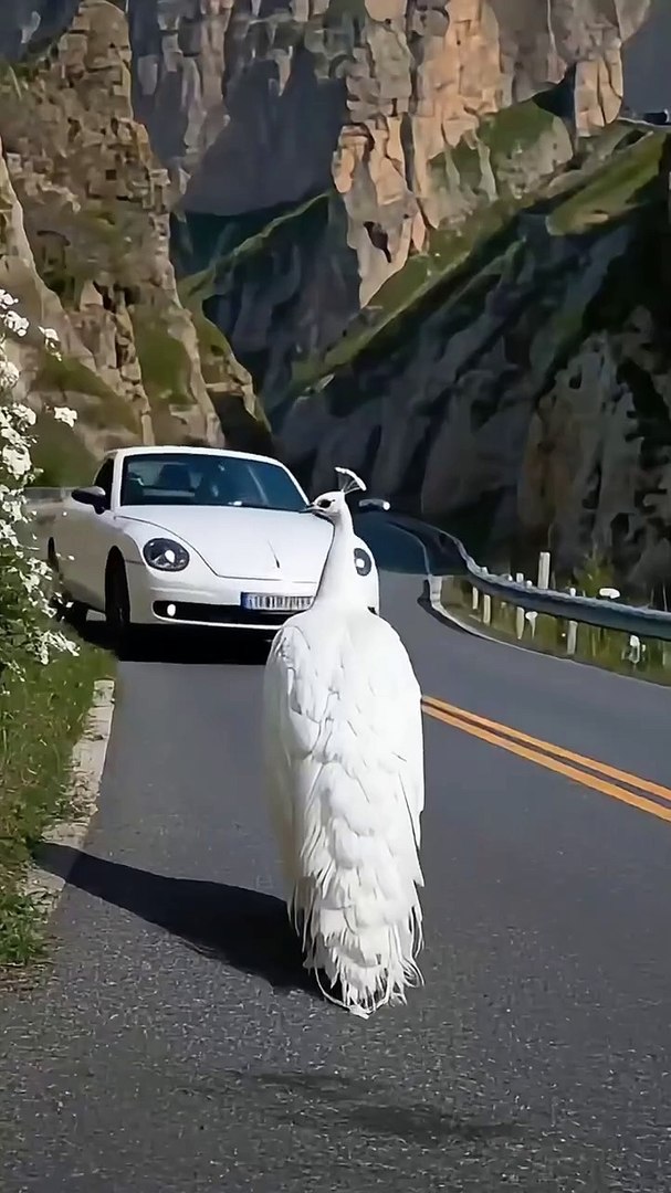Animals