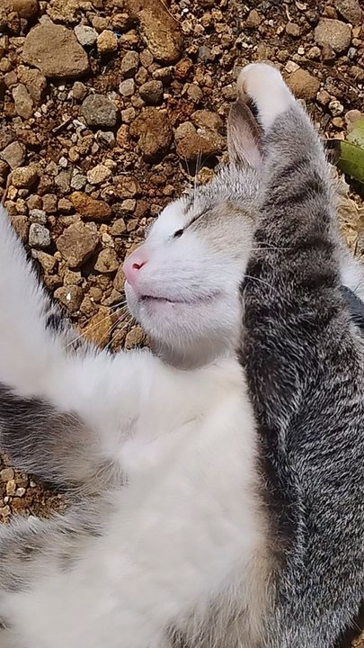 hi