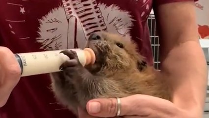 Sound on: Baby beaver throws tantrum at mealtime