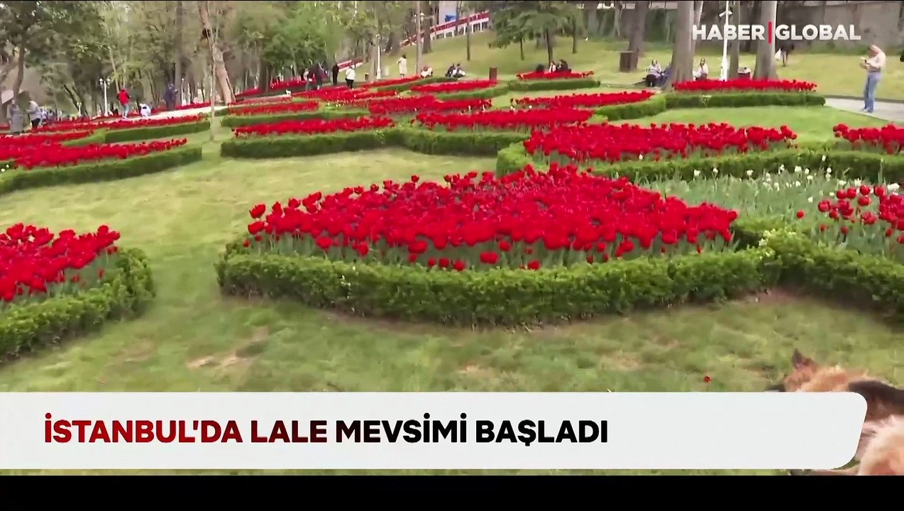 İstanbul'da lale mevsimi: Gülhane Parkı, Emirgan Korusu, Sultanahmet Meydanı renklendi