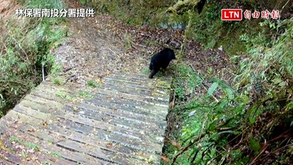 南投山區黑熊頻現！專家教你有效預防人熊衝突 🐻