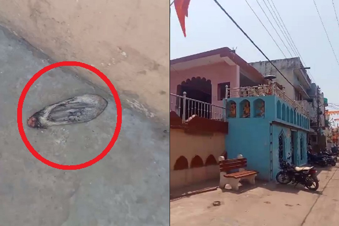 मंदिर के पास कटे मिले गौमाता के कान