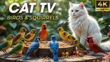 Video For Cats To Watch Bird Up Close – Real Sounds & Movements