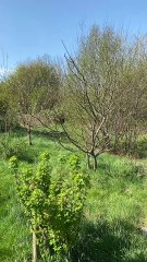 Spring time walk through Wellington's green spaces