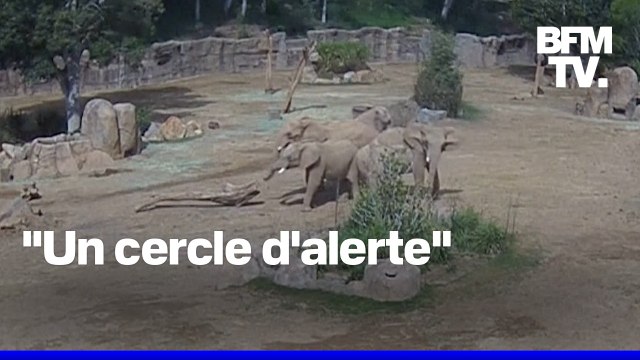 Séisme en Californie: des éléphants se rassemblent pour protéger les plus jeunes du troupeau