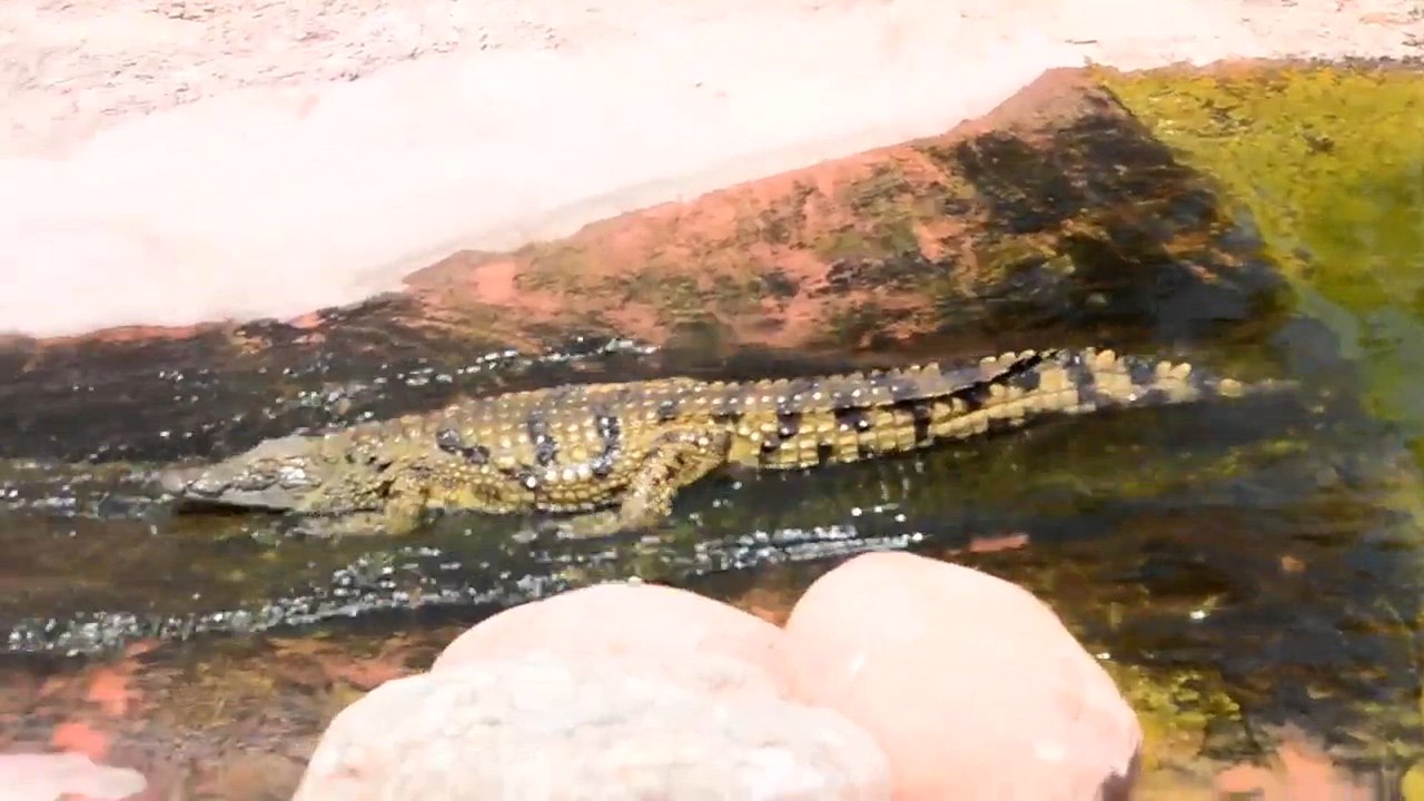 Los cocodrilos disfrutan del juego como los humanos y esto cambia todo lo que pensábamos sobre ellos