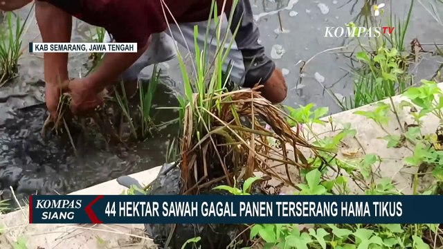 Hama Tikus Serang Lahan Petani di Semarang: 44 Hektar Lahan Sawah Terdampak!