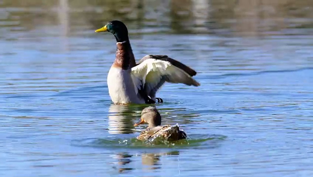 Ducks Swimming Gracefully on a Tranquil Lake