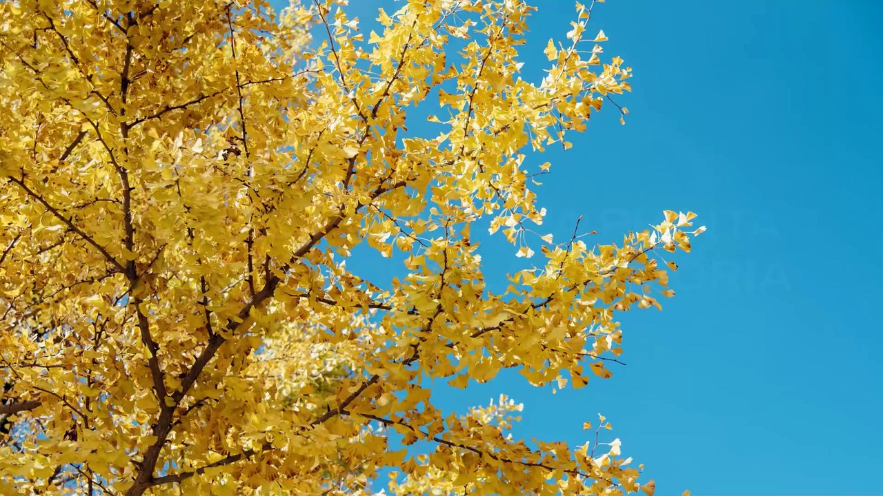 Così il Ginkgo Biloba migliora la memoria (e non solo)