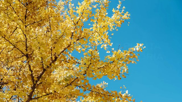 Così il Ginkgo Biloba migliora la memoria (e non solo)