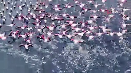 Niğde'de flamingoların görsel şöleni böyle görüntülendi!