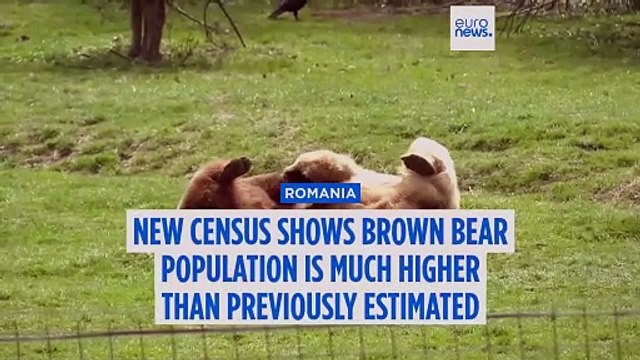 Romania's brown bear population higher than previously thought, new data shows
