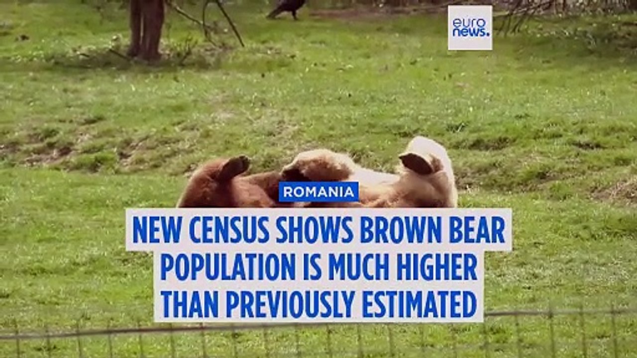 Romania's brown bear population higher than previously thought, new data shows