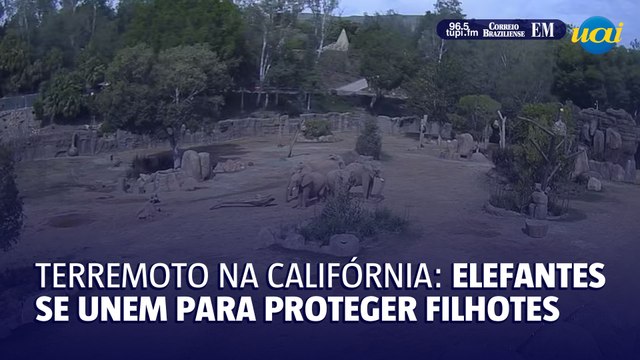 Elefantes protegem filhotes durante terremoto na Califórnia