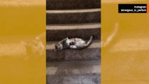 Video esilarante: un gatto inventa il modo più bizzarro per scendere le scale