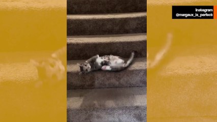 웃긴 영상: 고양이가 계단을 내려가는 가장 기괴한 방법을 고안하다