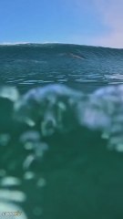 Un surfista entra al mar y termina compartiendo la ola con un grupo de delfines