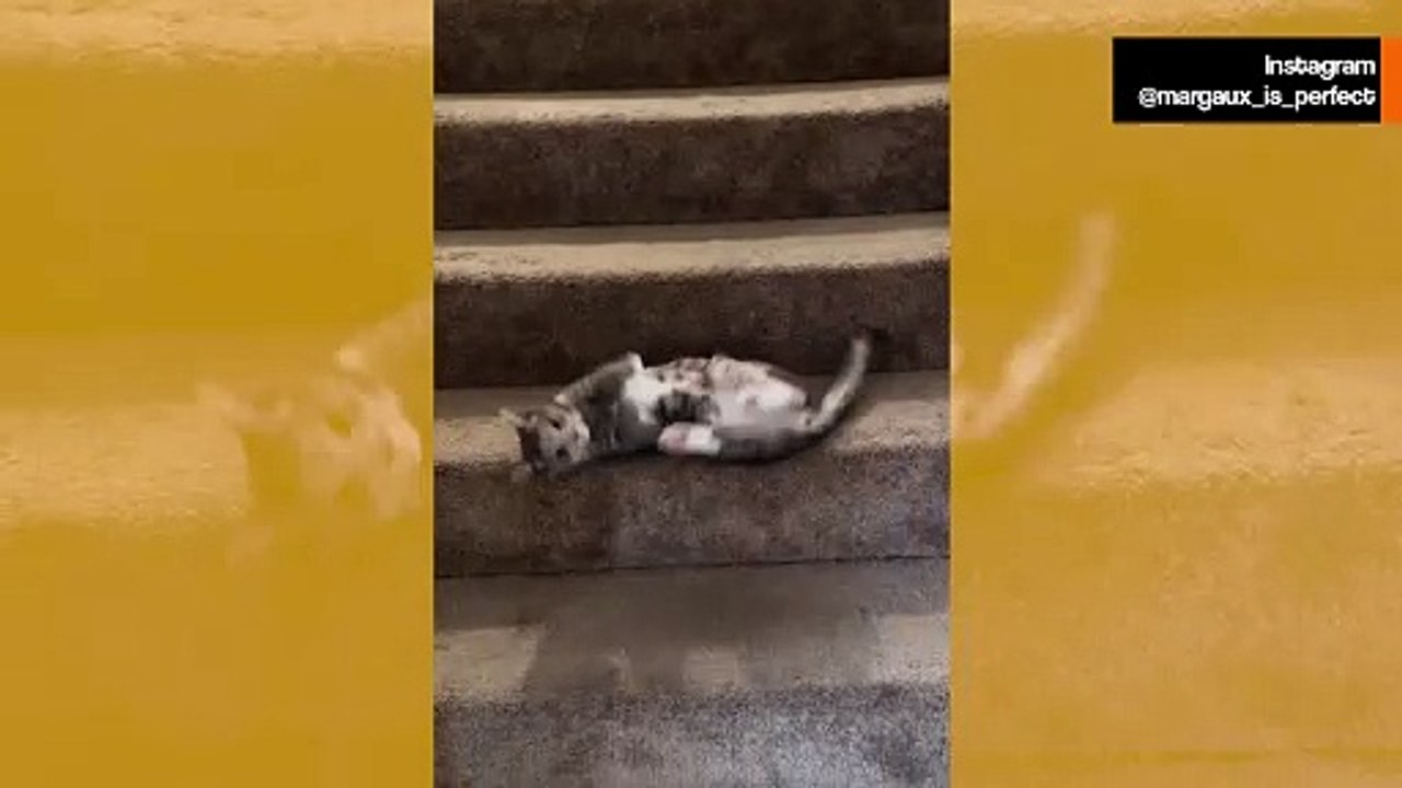 Komik video: kedi merdivenlerden inmenin en garip yolunu buldu
