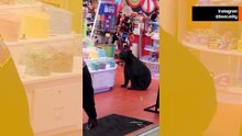 Video: la polizia chiamata per fermare un orso entrato in una pasticceria e deciso a non uscire