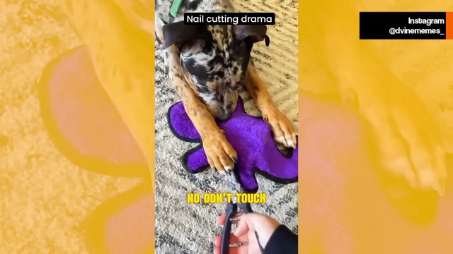 Video esilarante: i cani fanno un vero dramma quando si tagliano le unghie
