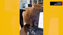 Komik video: Sahipleri, “suç” işleyip sonra af dilemesinler diye kedileri durduruyor